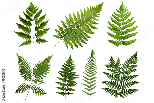 A set of wild fern leaves with intricate patterns, isolated on a clean transparent background, PNG file.