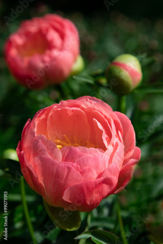 Blooming pink peonies in a flowerbed