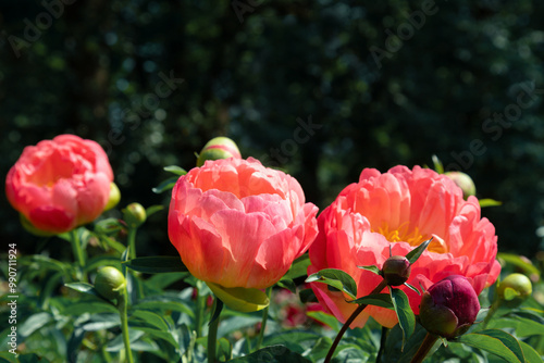 Blooming pink peonies in a flowerbed