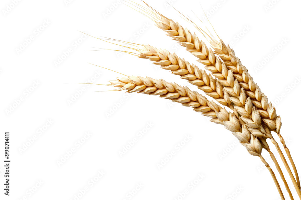 Fototapeta premium A single stem of wheat with golden grains, isolated on a transparent background, PNG file.