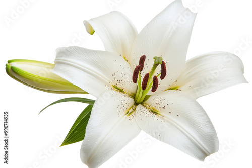 A single white lily in full bloom, isolated on a transparent background, PNG file.