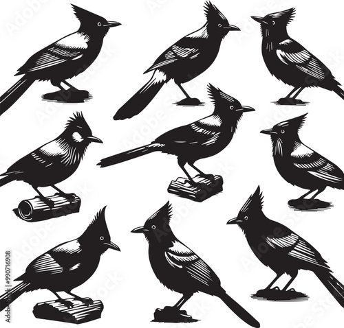 Black and White Woodcut Illustration of Various Bird Silhouettes: Detailed Vector Graphic of Crested Birds for Wildlife and Nature Designs