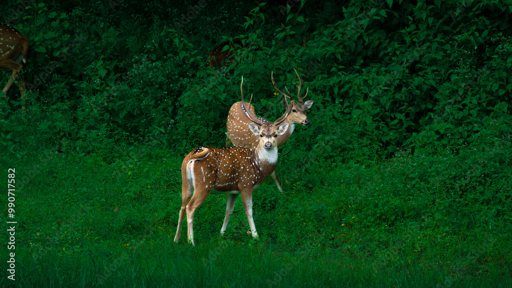 deer in the forest