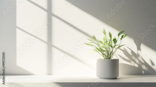 Bright and minimalist setup with a white pedestal, soft plant shadows creating texture on the simple background.