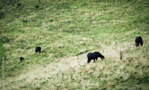 horses in summer in moutains valley on France Pyrénées 