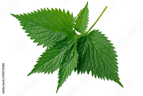 Fresh stinging nettle leaves with serrated edges, isolated on a transparent background, PNG file. photo