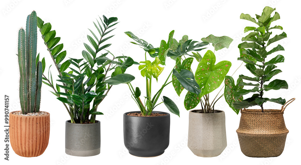 Fototapeta premium Houseplants png sticker, home decor on transparent background