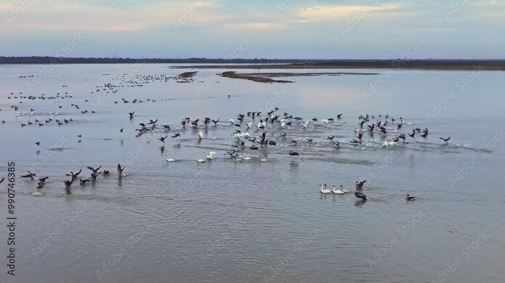 Migratory birds in winter, sunset at Poyang Lake in Jiangxi Migratory birds in winter, sunset at Poyang Lake in Jiangxi