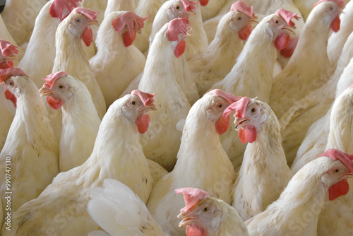 Closeup portrait of White hen at poultry farm, Layer farm, Group of healthy white chicken in poultry farm closeup, hen face closeup in farm, poultry, layer hens for eggs, poultry and livestock Chicken