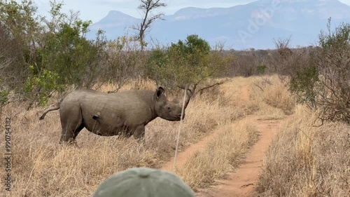 rare Black Rhino in the Bush photo