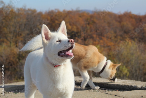 American Akita 