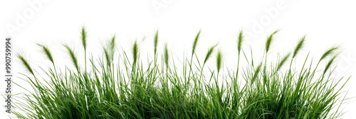 A cluster of dense, green fountaingrass, isolated on transparent background, PNG file, featuring tall stalks and fluffy seed heads photo