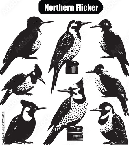 Northern Flicker Bird Vector Illustration: Black and White Silhouette Graphics of Woodpeckers in Various Poses for Ornithology Design