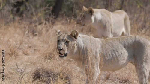 a slow motion close up tracking clip of two lioness approaching at pilanesberg national park in south africa