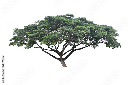 Samanea saman tree isolated on white(Samanea saman (Jacg.) Merr.