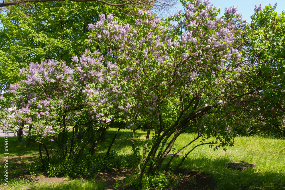 Shrubs of mauve Syringa vulgaris in full bloom in mid May Shrubs of mauve Syringa vulgaris in full bloom in mid May