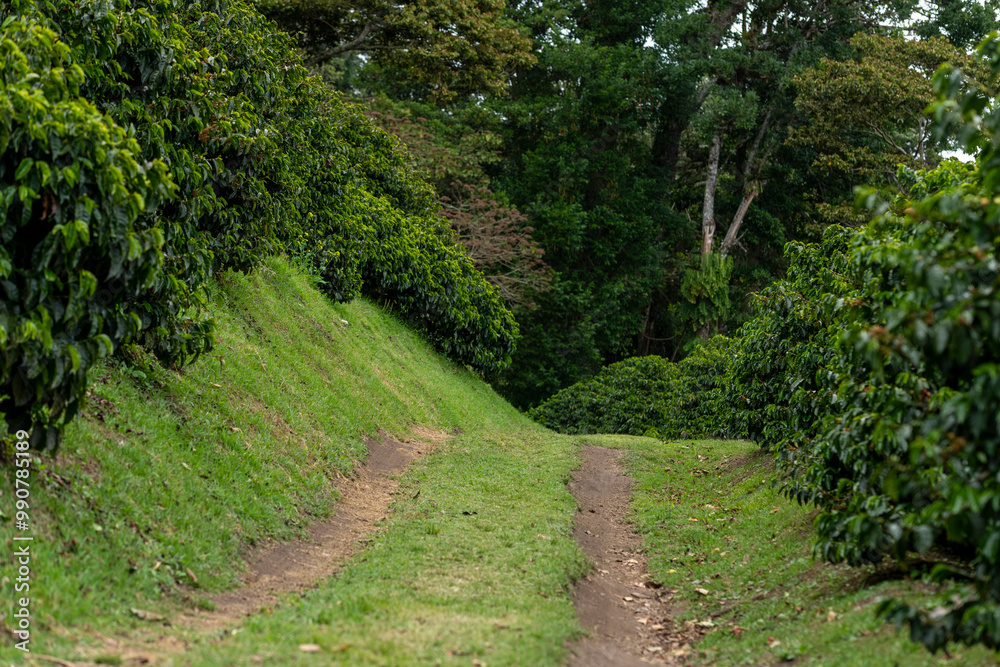 Coffee Plantation in Chiriqui highlands in the peak harvest season, Boquete, Panama - stock photo Coffee Plantation in Chiriqui highlands in the peak harvest season, Boquete, Panama - stock photo