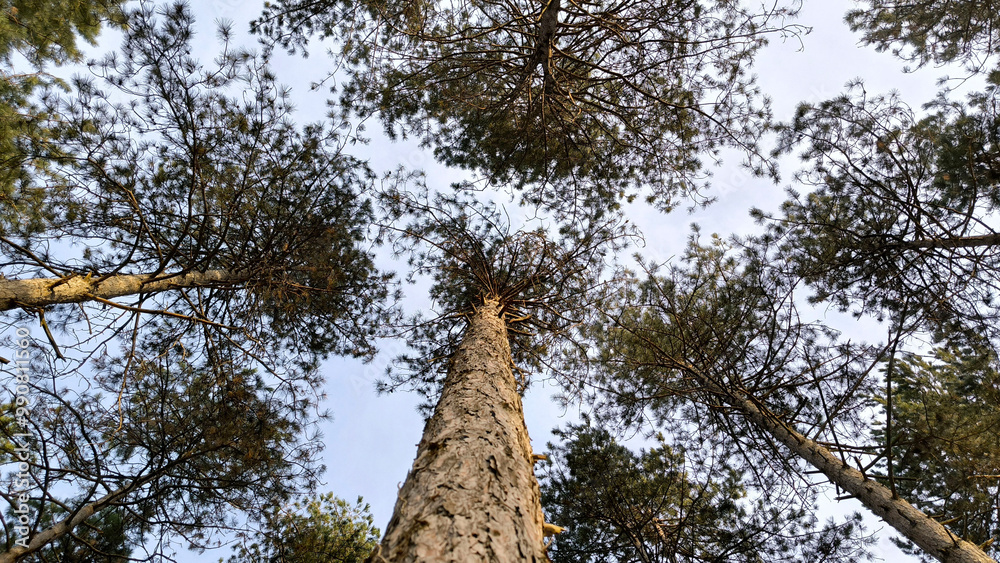 Fototapeta premium tall pine trees in the forest in spring