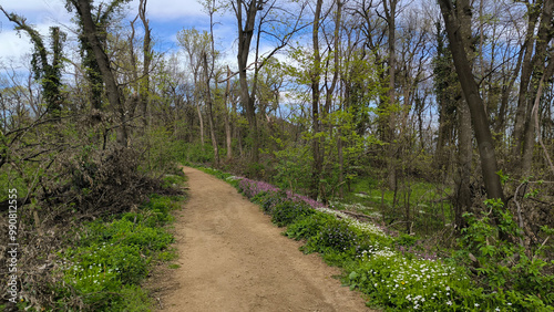 blooming colorful spring flowers in the Fruska Gora