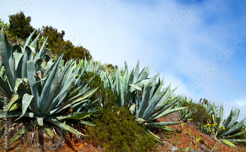 Agave americana or Century plants against blue sky in Teno Alto,Tenerife,Canary Islands, Spain.Travel concept.Selective focus photo