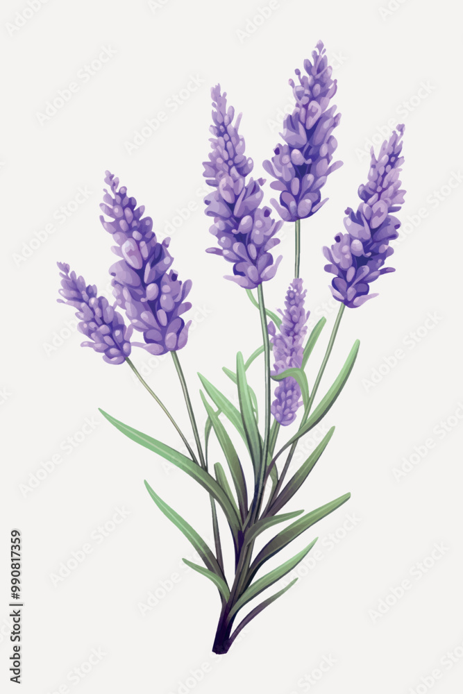 Lavender botanical illustration art Lavender botanical illustration art