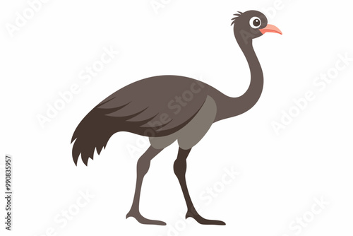  Emu Bird  vector art and illustration photo