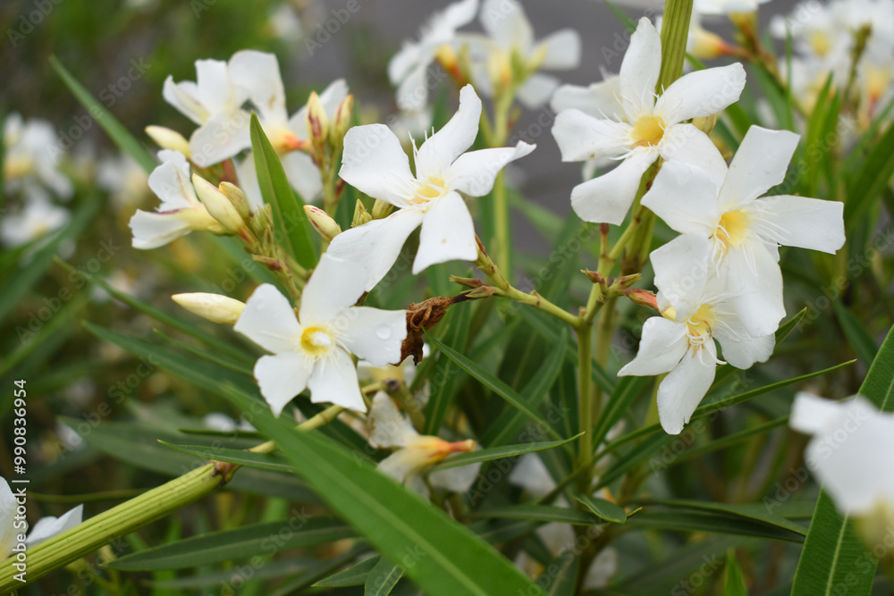 Nerium oleander in bloom, White siplicity bunch of flowers and green leaves on branches, Nerium Oleander shrub white flowers, ornamental shrub branches in daylight, bunch of flowers closeup Nerium oleander in bloom, White siplicity bunch of flowers and green leaves on branches, Nerium Oleander shrub white flowers, ornamental shrub branches in daylight, bunch of flowers closeup