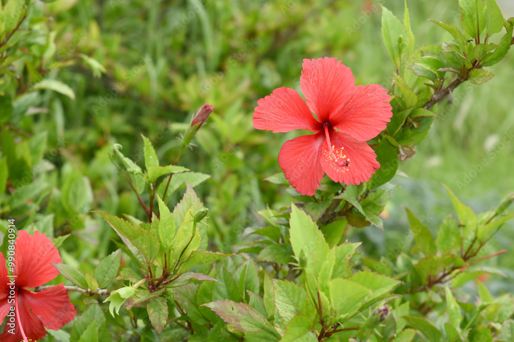 Φωτογραφία flower of Shoeblackplant plant, red Shoeblackplant flower, shoeblackplant flower