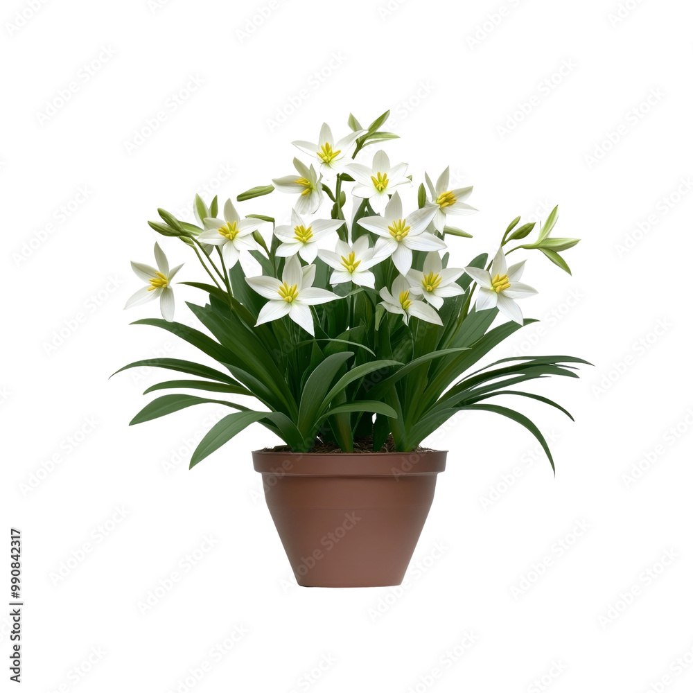White Flowers in Pot White Flowers in Pot