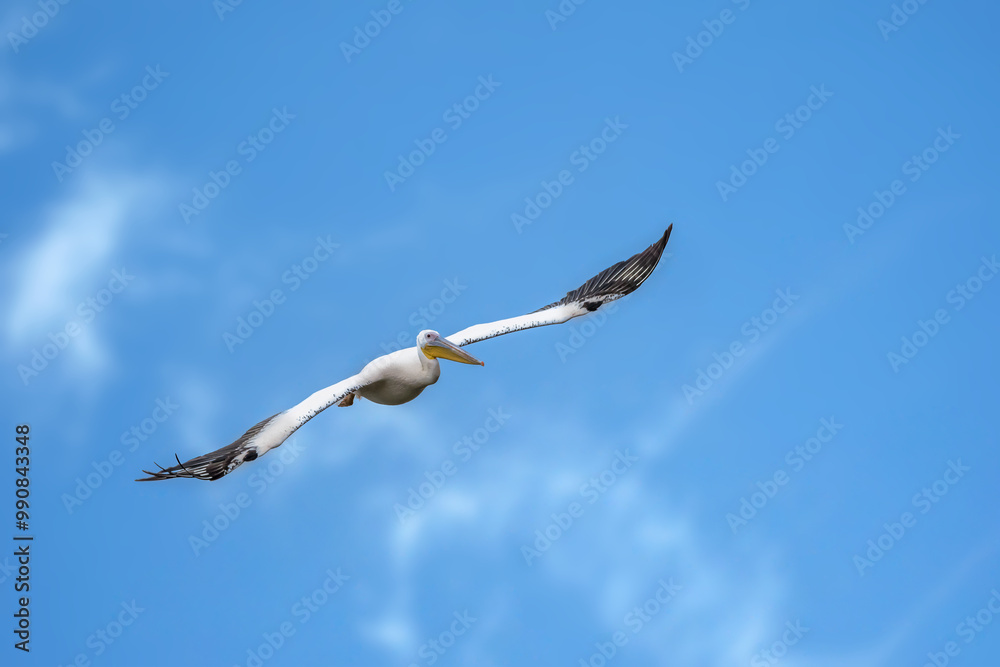 Pink pelican flying above a lake called Uluabat next to Istanbul, Turkey at a sunny evening in summer. Pink pelican flying above a lake called Uluabat next to Istanbul, Turkey at a sunny evening in summer.
