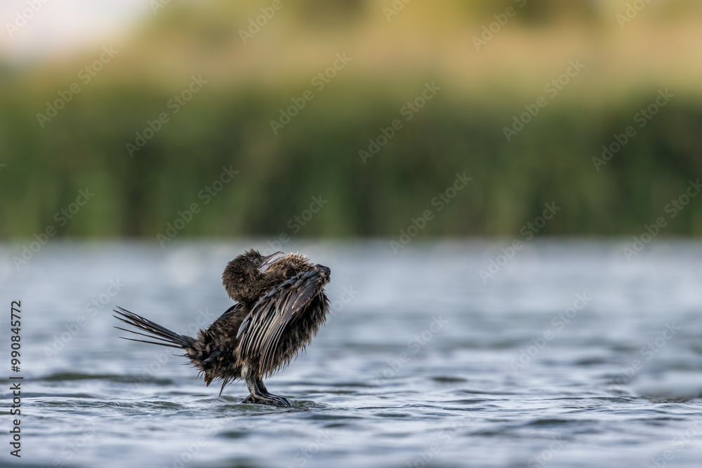 Little dwarf cormorant in a lake called Uluabat next to Istanbul, Turkey at a sunny evening in summer. Little dwarf cormorant in a lake called Uluabat next to Istanbul, Turkey at a sunny evening in summer.