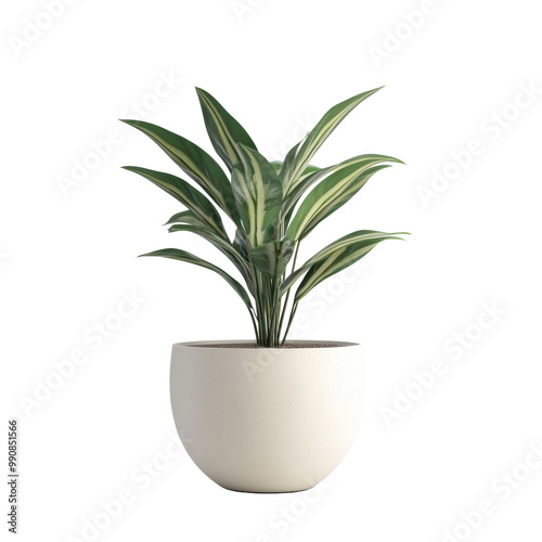 Modern indoor plant isolate on transparency background PNG isolated