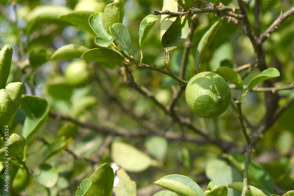 fresh lemon on plant closeup, Close-up Lemon fruit hanging on tree, photo of fresh lemons plants, Bunch of fresh ripe lemons on a lemon tree branch, Ripe fresh lemon hangs on tree branch in sunshine. fresh lemon on plant closeup, Close-up Lemon fruit hanging on tree, photo of fresh lemons plants, Bunch of fresh ripe lemons on a lemon tree branch, Ripe fresh lemon hangs on tree branch in sunshine.