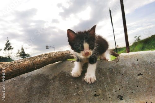 Photography Stray cats in city parks are increasingly breeding out of control, some of them