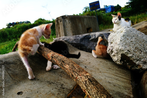 Photography Stray cats in city parks are increasingly breeding out of control, some of them