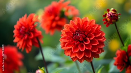A breathtaking photograph showcasing a stunning array of bold vibrant red flowers in full bloom against a softly blurred natural background  The floral display exudes an air of elegance and beauty