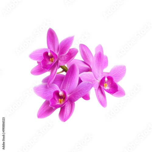 Pink Orchid Flowers on White Background