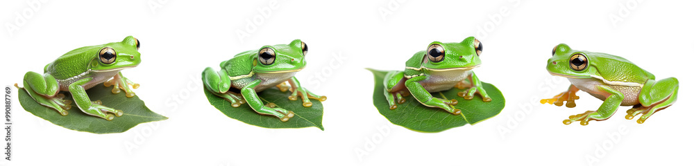 Fototapeta premium Explore a stunning image of a vibrant green tree frog perched on a leaf, showcasing its unique features against a transparent background, perfect for nature lovers and educators.