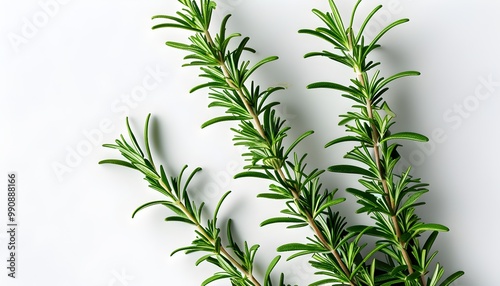 Culinary Delight: Fresh Rosemary Sprigs for Flavorful Dishes and Aromatic Infusions photo