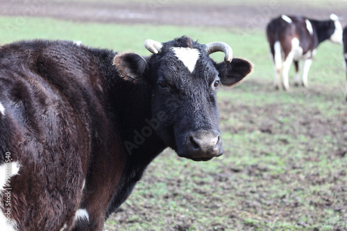 A cow with horns and a white spot on its face is standing in a field. The cow is looking at the camera