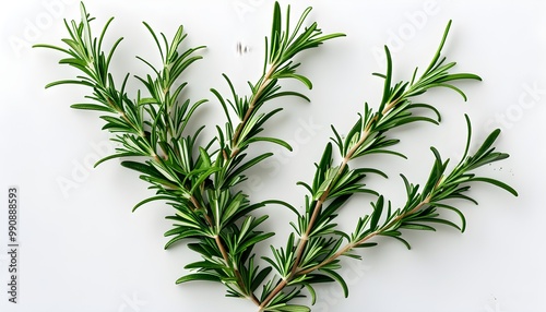 Culinary Delight: Fresh Rosemary Sprigs for Flavorful Dishes and Aromatic Infusions photo