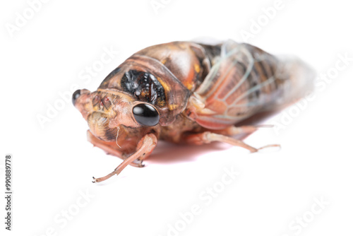 a cicadas on a white background photo