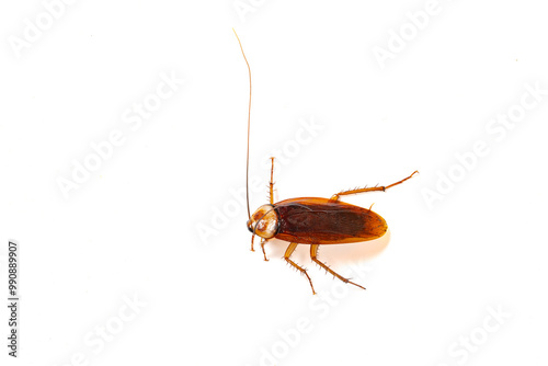 cockroach on white with copy space photo