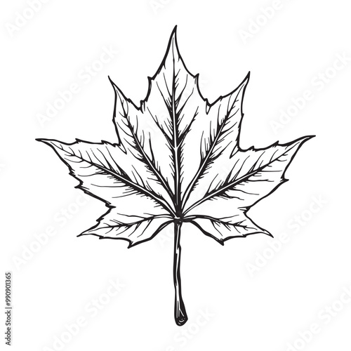 Maple leaf. Black and white engraved ink art. Isolated leaf illustration element on white background.