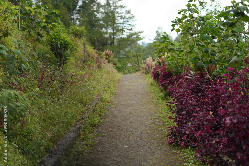 path in the garden