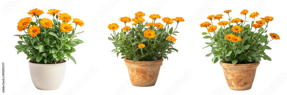set of A potted Calendula in a ceramic pot with orange flowers, on a transparent background png 