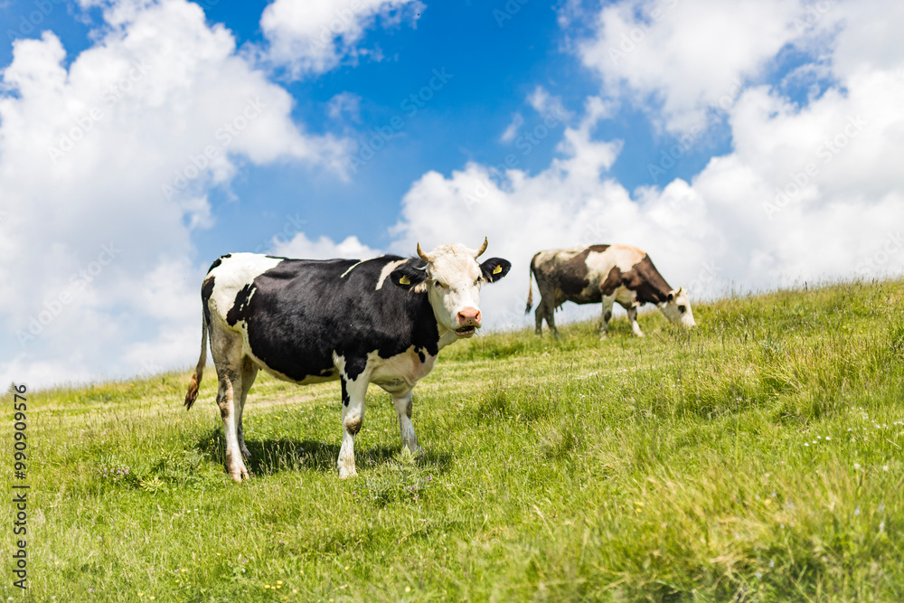 Cows in Mountain Pasture Under Blue Skies Cows in Mountain Pasture Under Blue Skies