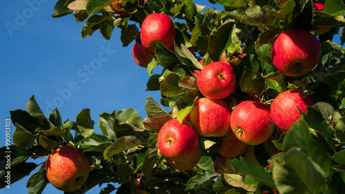 Red apples on tree ready to be harvested. Ripe red apple fruits in an apple orchard