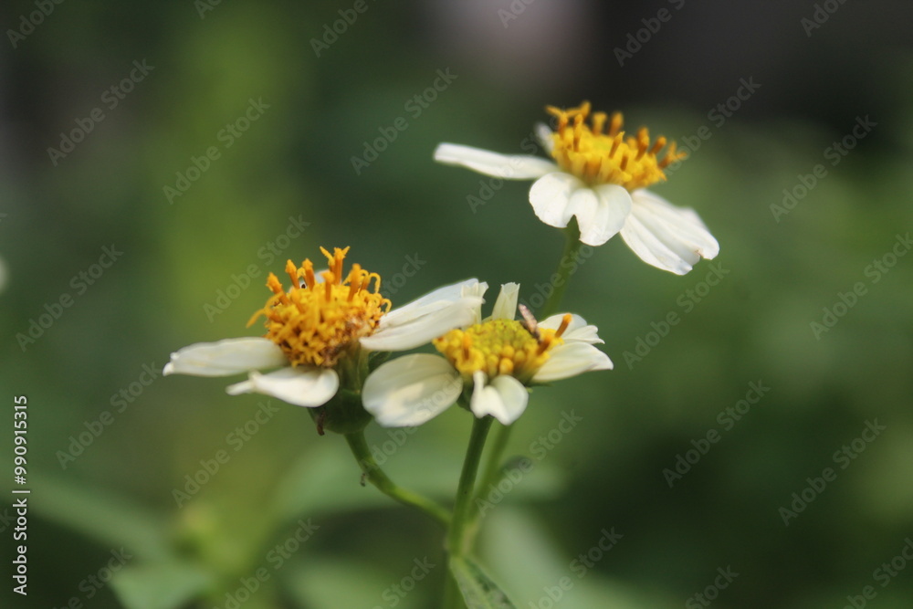 wild plant flowers that grow around the garden wild plant flowers that grow around the garden