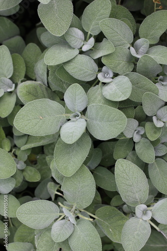 green sage herb  leaves background